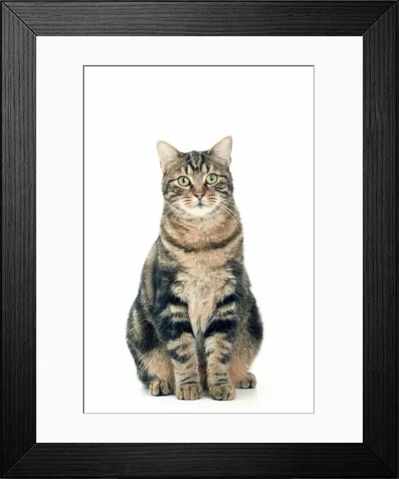Framed Print : Cat - European brown tabby Framed Print : Cat - European brown tabby