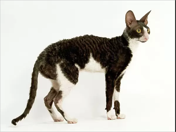 Cat - Cornish Rex - Shorthaired Bicolour Black & White