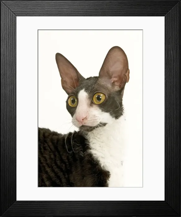 Framed Print : Cat - Cornish Rex - Shorthaired Bicolour Black & White Framed Print : Cat - Cornish Rex - Shorthaired Bicolour Black & White