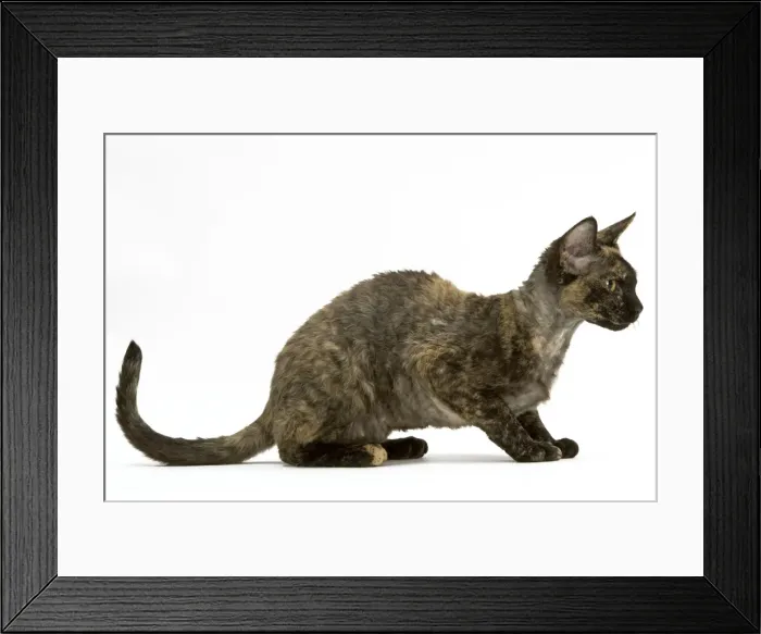Framed Print : Cat - Rex Devon, tortoiseshell Framed Print : Cat - Rex Devon, tortoiseshell