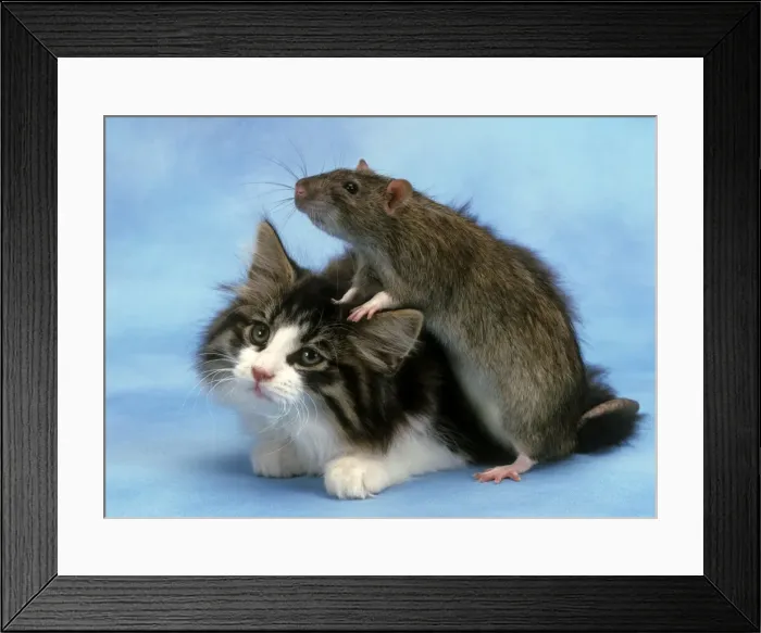 Framed Print : Cat and Rat together Framed Print : Cat and Rat together