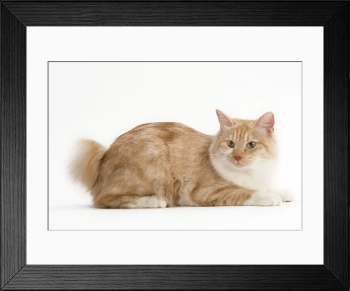Framed Print : Cat - Kurilian Bobtail Framed Print : Cat - Kurilian Bobtail