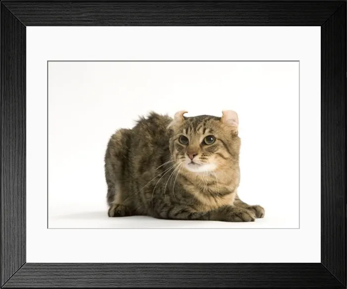 Framed Print : Cat - American Curl Brown tabby spotted, shorthaired Framed Print : Cat - American Curl Brown tabby spotted, shorthaired