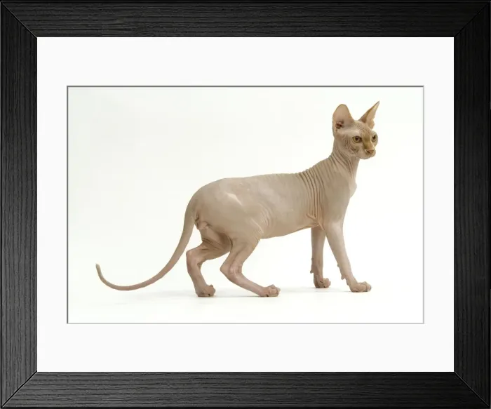 Framed Print : Cat - Sphinx Framed Print : Cat - Sphinx
