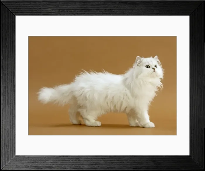 Framed Print : Cat - Persian Chinchilla Framed Print : Cat - Persian Chinchilla