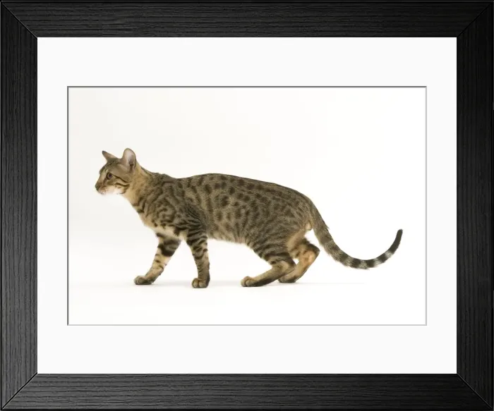 Framed Print : Cat - Bengal, shorthaired Framed Print : Cat - Bengal, shorthaired