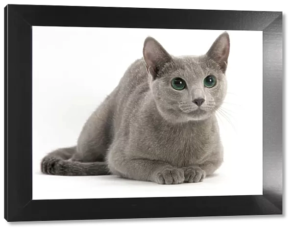Cat - Russian Blue, shorthaired