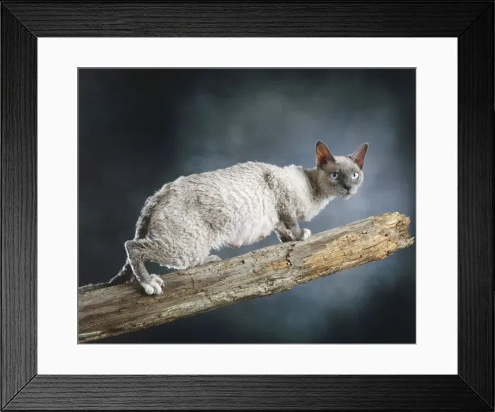 Framed Print : Cat - Selkirk rex on Branch Framed Print : Cat - Selkirk rex on Branch