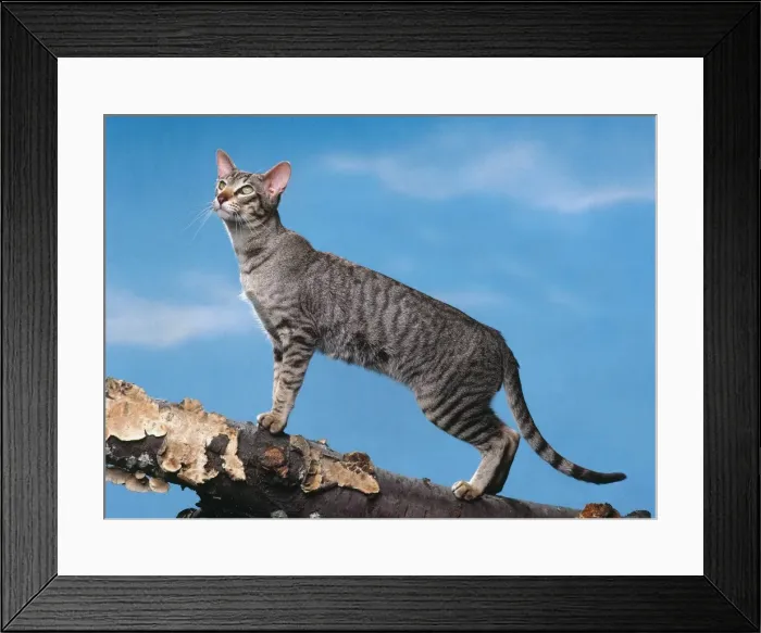 Framed Print : Cat - Oriental mackerel tabby walking on wooden log Framed Print : Cat - Oriental mackerel tabby walking on wooden log