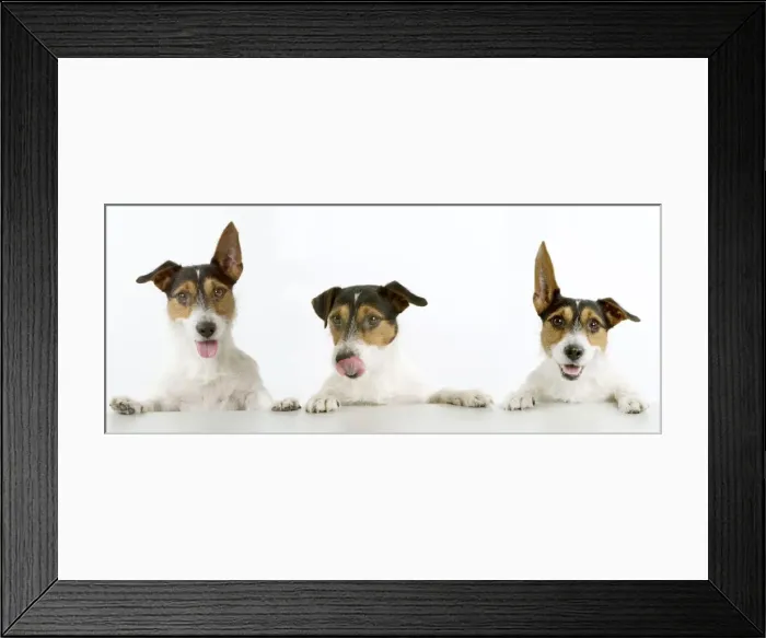 Framed Print : Jack Russell Terrier - three Framed Print : Jack Russell Terrier - three