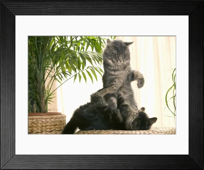 Framed Print : CAT - two Maine Coon cats playing Framed Print : CAT - two Maine Coon cats playing