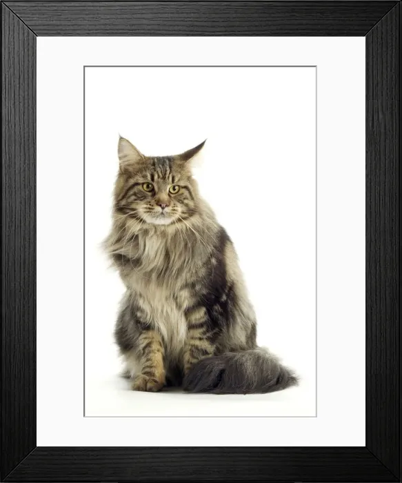 Framed Print : Maine Coon Cat - Sitting down Framed Print : Maine Coon Cat - Sitting down