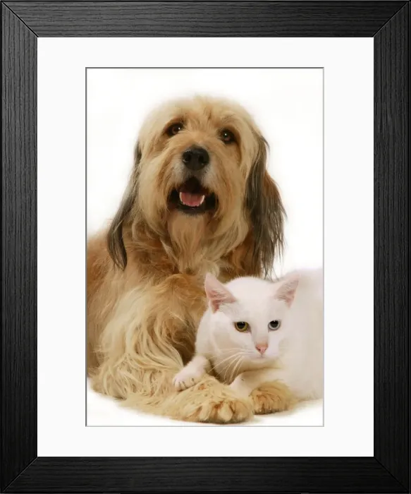 Framed Print : Dog - Mongrel with white cat with odd eyes Framed Print : Dog - Mongrel with white cat with odd eyes