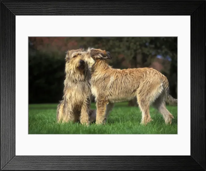 Framed Print : Dog - Berger de Picard / Picardy Shepherd - two Framed Print : Dog - Berger de Picard / Picardy Shepherd - two