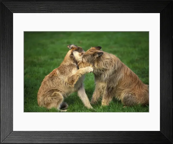 Framed Print : Dog - Berger de Picard / Picardy Shepherd - two sniffing each other Framed Print : Dog - Berger de Picard / Picardy Shepherd - two sniffing each other