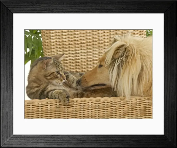 Framed Print : Dog - Rough Collie sniffing tabby cat Framed Print : Dog - Rough Collie sniffing tabby cat