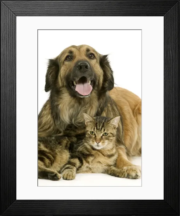 Framed Print : Dog - Mongrel with tabby cat Framed Print : Dog - Mongrel with tabby cat