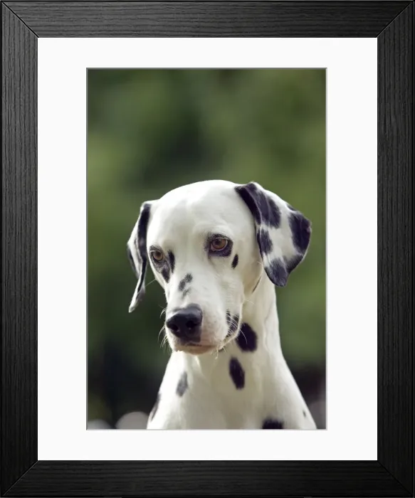 Framed Print : Dalmatian - close-up of head Framed Print : Dalmatian - close-up of head