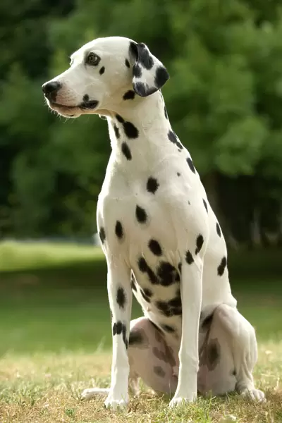 Dalmatian - sitting