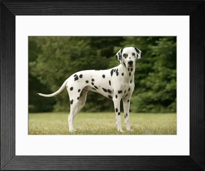 Framed Print : Dalmatian - standing Framed Print : Dalmatian - standing