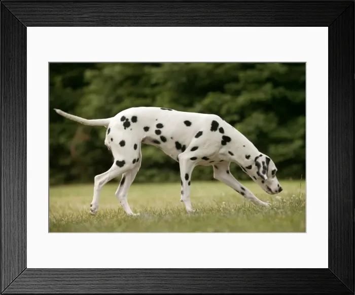 Framed Print : Dalmatian - sniffing Framed Print : Dalmatian - sniffing