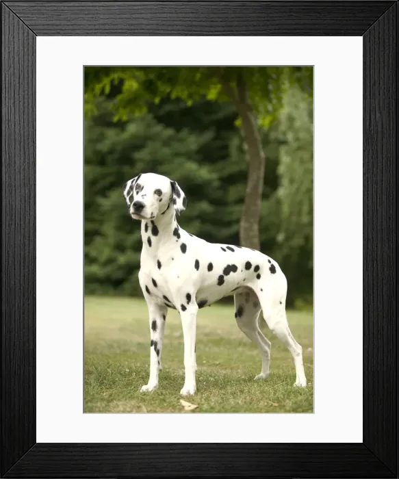Framed Print : Dalmatian - standing Framed Print : Dalmatian - standing