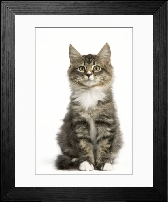 Framed Print : Norwegian Forest Cat Framed Print : Norwegian Forest Cat