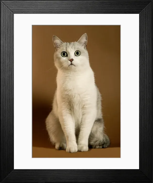 Framed Print : Cream European Shorthair Cat Framed Print : Cream European Shorthair Cat