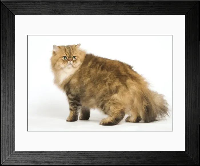 Framed Print : Golden shaded Persian Cat Framed Print : Golden shaded Persian Cat