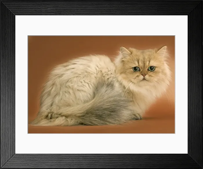 Framed Print : Golden shaded Persian Cat