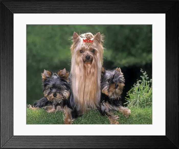 Framed Print : Yorkshire Terrier Dog - with puppies Framed Print : Yorkshire Terrier Dog - with puppies