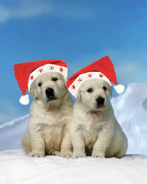 Golden Retreiver Dog - puppies wearing Christmas hats