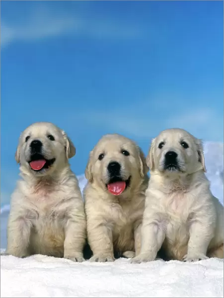 Dog - Golden Retreiver puppies