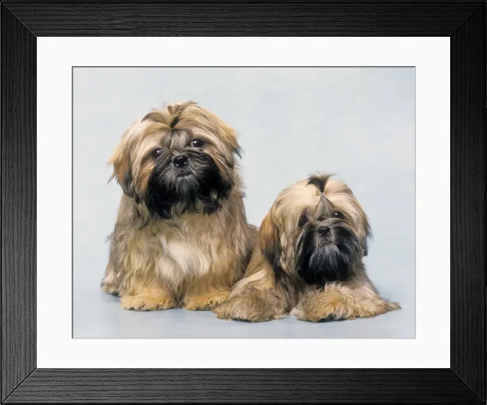 Framed Print : Dog - two Shih Tzu Framed Print : Dog - two Shih Tzu