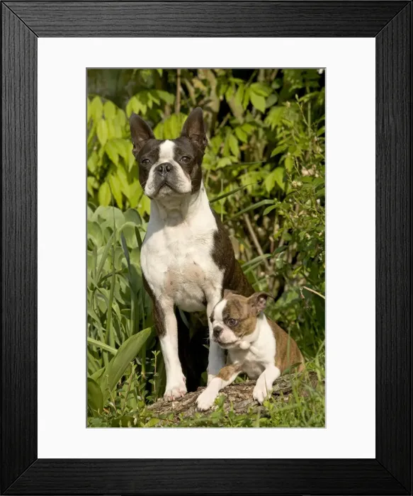 Framed Print : Dog - Boston Terrier adult & puppy Framed Print : Dog - Boston Terrier adult & puppy
