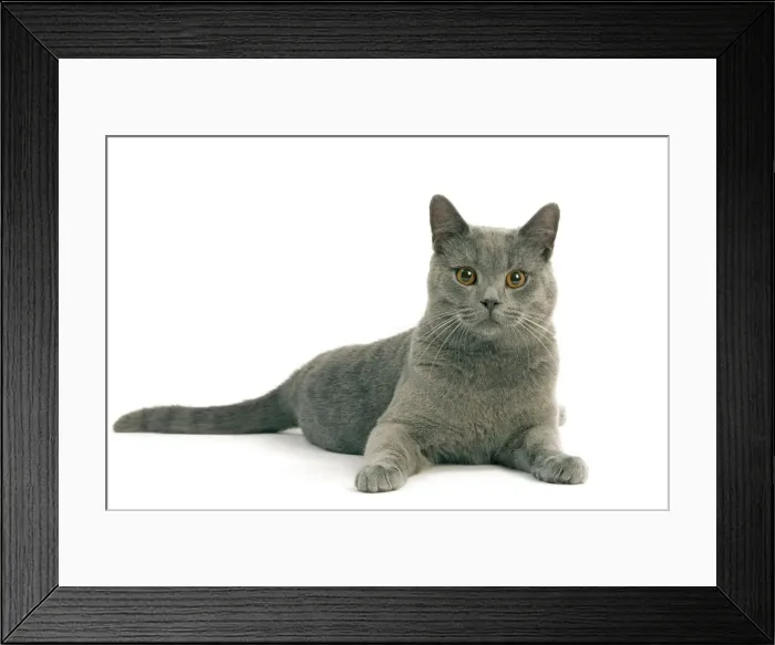 Framed Print : Chartreux Cat - Lying down Framed Print : Chartreux Cat - Lying down