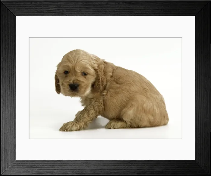 Framed Print : Dog - Cocker Spaniel puppy Framed Print : Dog - Cocker Spaniel puppy