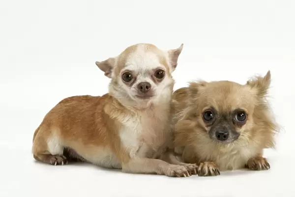 Long-coat and smooth-coat Chihuahua dogs - two puppies