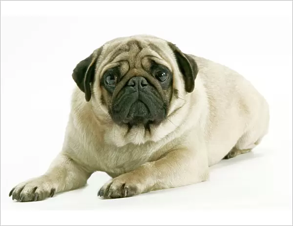 Dog - Pug. Also know as Carlin or Mops