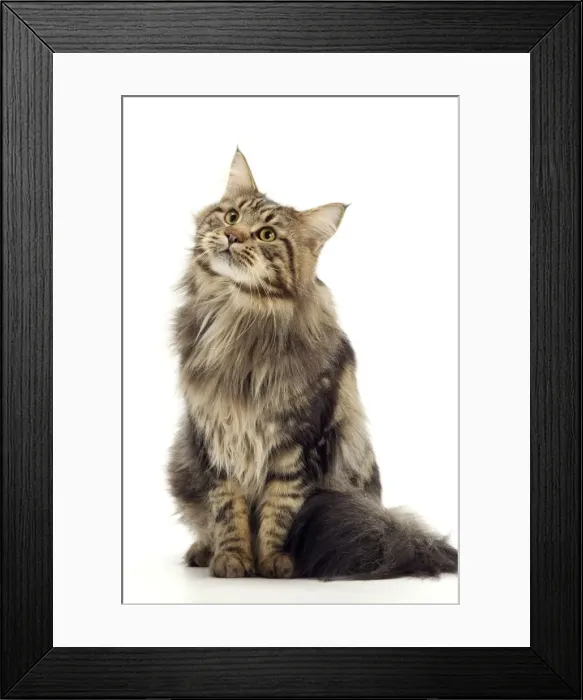 Framed Print : Cat - Maine Coon Brown Tabby Framed Print : Cat - Maine Coon Brown Tabby