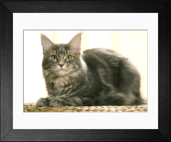 Framed Print : Cat - Maine Coon - Lying down Framed Print : Cat - Maine Coon - Lying down