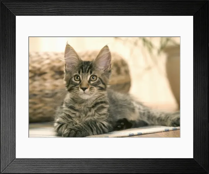 Framed Print : Cat - Maine Coon - Lying down Framed Print : Cat - Maine Coon - Lying down