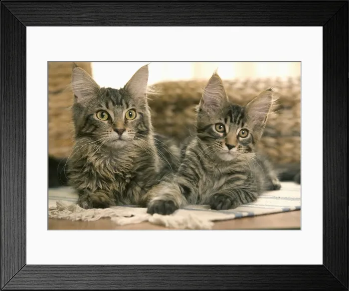 Framed Print : Cats - Maine Coon - Two lying down together Framed Print : Cats - Maine Coon - Two lying down together