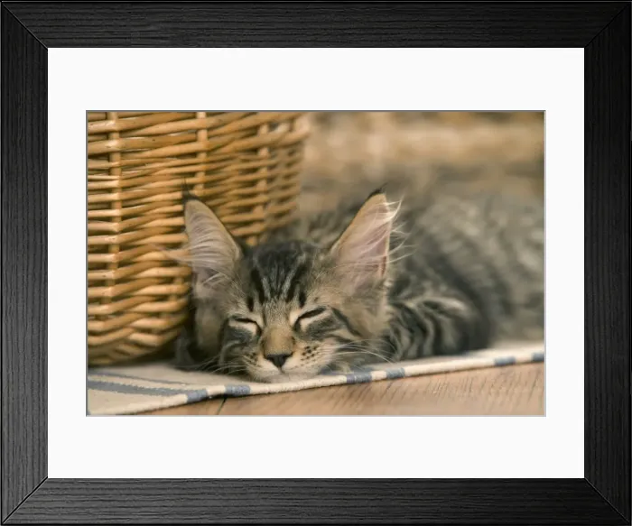 Framed Print : Cat - Maine Coon - Lying down asleep Framed Print : Cat - Maine Coon - Lying down asleep