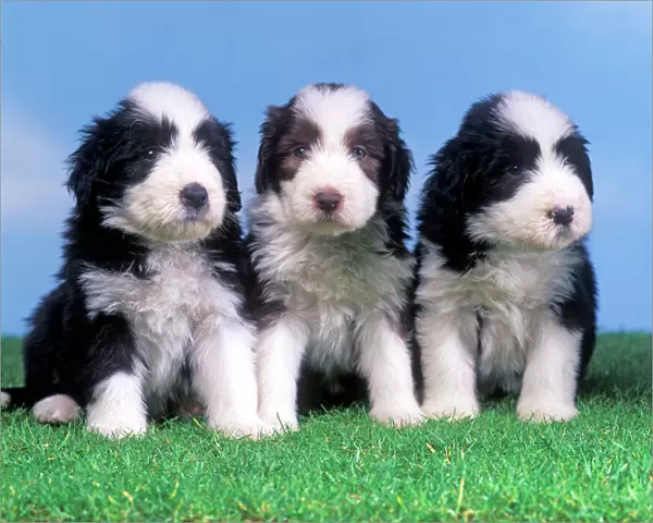Dog - Bearded Collie - Three puppies