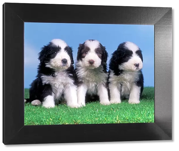 Dog - Bearded Collie - Three puppies