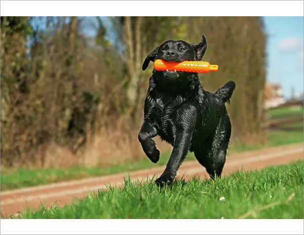 Dog - Black labrador with toy