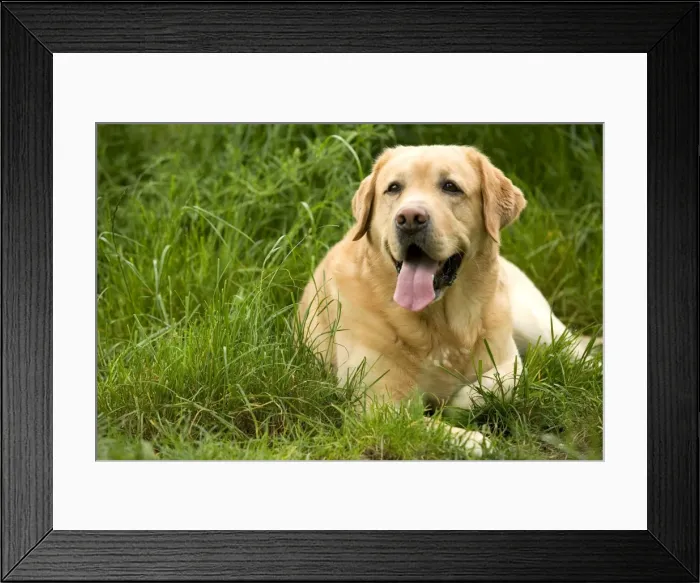 Framed Print : Dog - Labrador Framed Print : Dog - Labrador