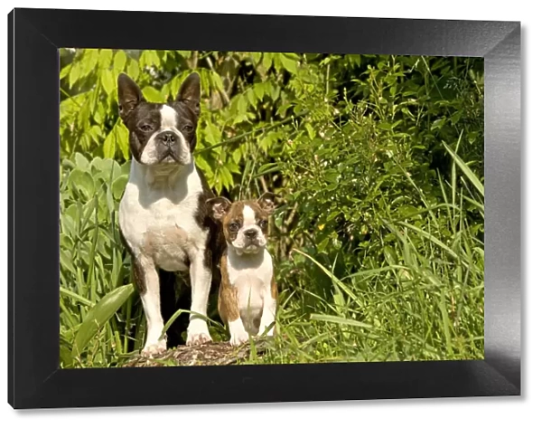 Dog - Boston Terrier, adult and puppy