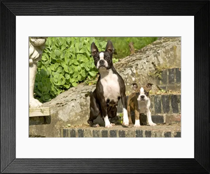 Framed Print : Dog - Boston Terrier adult and puppy Framed Print : Dog - Boston Terrier adult and puppy